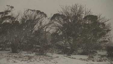 Snow-covered trees under a stormy sky