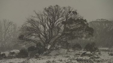 Snow-covered trees under a stormy sky