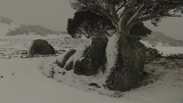 Snow-covered trees under a stormy sky