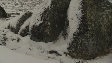 Snow-covered trees under a stormy sky