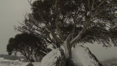 Snow-covered trees under a stormy sky