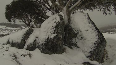 Snow-covered trees under a stormy sky