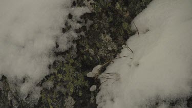 Close up of a snowy rock