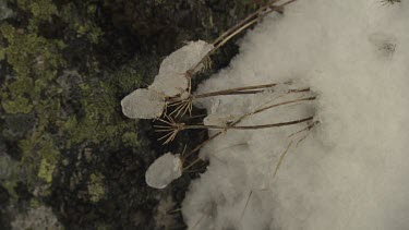 Close up of a snowy rock