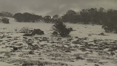 Trees in a snow-covered field under a stormy sky