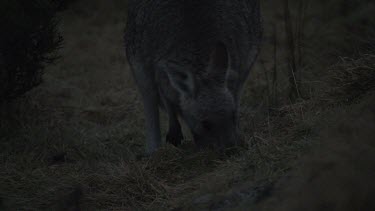 Kangaroo grazing at night