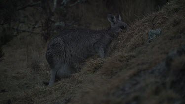 Kangaroo grazing at night