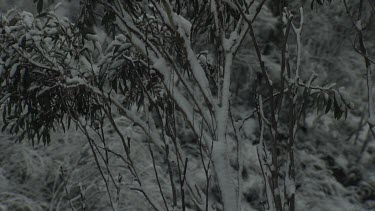 Snow-covered tree