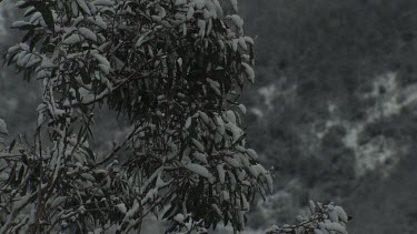 Snow-covered tree