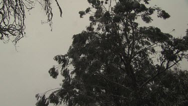 Snow-covered trees in a forest