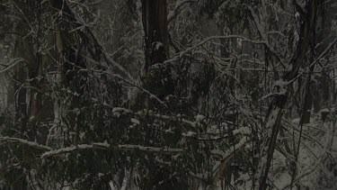 Snow-covered trees in a forest