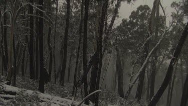 Snow-covered trees in a forest