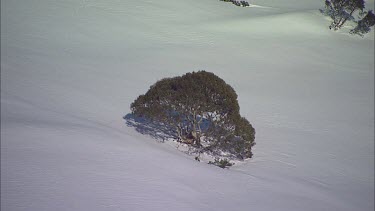 Tree in a snowy landscape