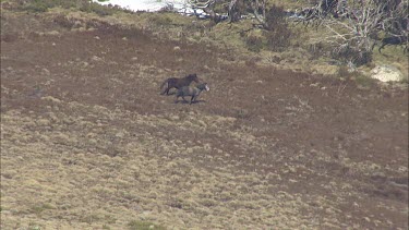 Wild horses run down a mountainside