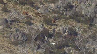 Wild horses run down a mountainside