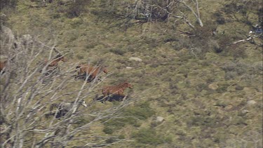 Wild horses run down a mountainside