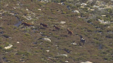 Wild horses run down a mountainside