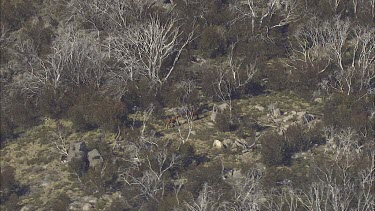 Wild horses run down a mountainside