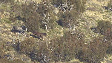 Wild horses trot down a mountainside