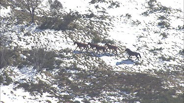 Wild horses trot across a snowy mountain landscape