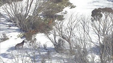 Wild horses trot across a snowy mountain landscape