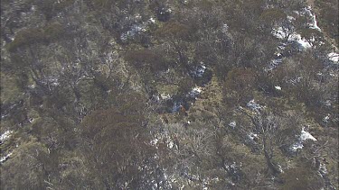 Wild horses trot across a snowy mountain landscape