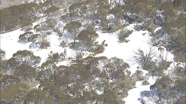 Wild horses trot across a snowy mountain landscape