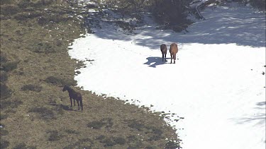 Wild horses on a snowy mountain landscape