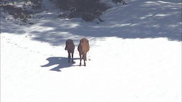 Wild horses on a snowy mountain landscape