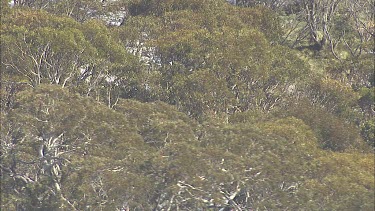 Wilderness of a mountainside