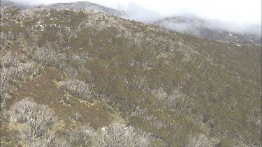 Wilderness of a mountainside