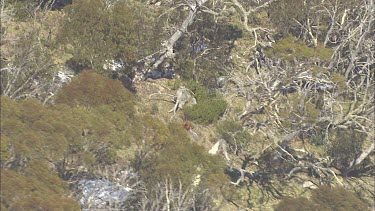 Wild horses running down a mountainside