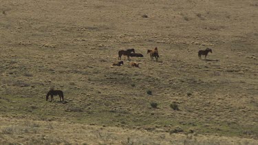 Horses grazing on a mountainside