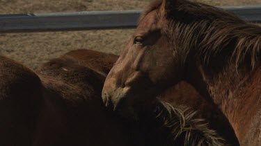 Close up of horses grazing in a paddock