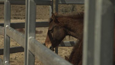 Brown horses in a paddock