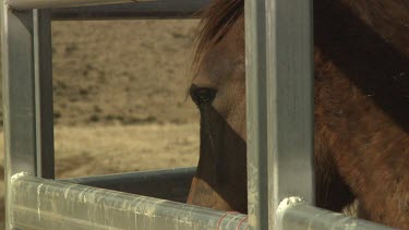 Close up of a brown horse in a paddock