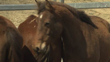 Brown horses in a paddock