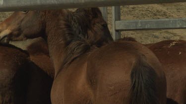 Brown horses in a paddock