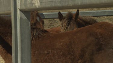 Brown horses in a paddock