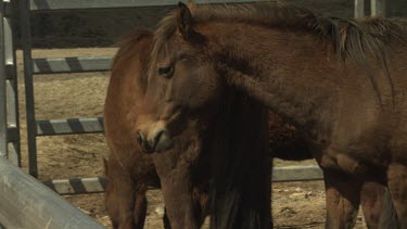 Brown horses in a paddock