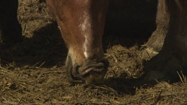 Close up of a brown horse grazing