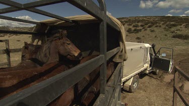 Brown horses in a small open-top trailer