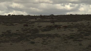 Herd of horses grazing in a sparse field