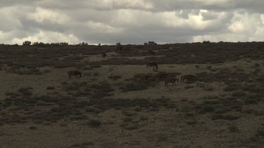 Herd of horses grazing in a sparse field