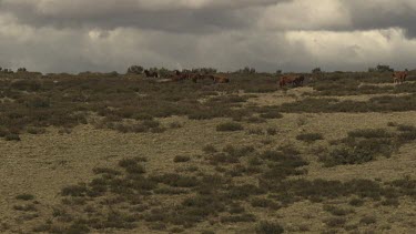 Herd of horses trotting in a sparse field