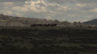 Herd of horses trotting in a sparse field