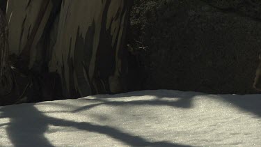 Wombat walking on the snowy ground