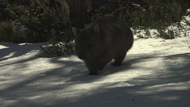 Wombat walking on the snowy ground