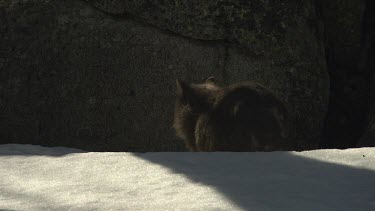 Wombat walking on the snowy ground