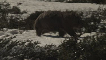 Wombat walking on the snowy ground